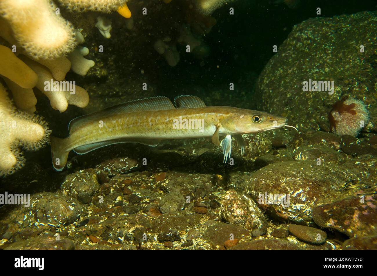 Ling fish hi-res stock photography and images - Alamy