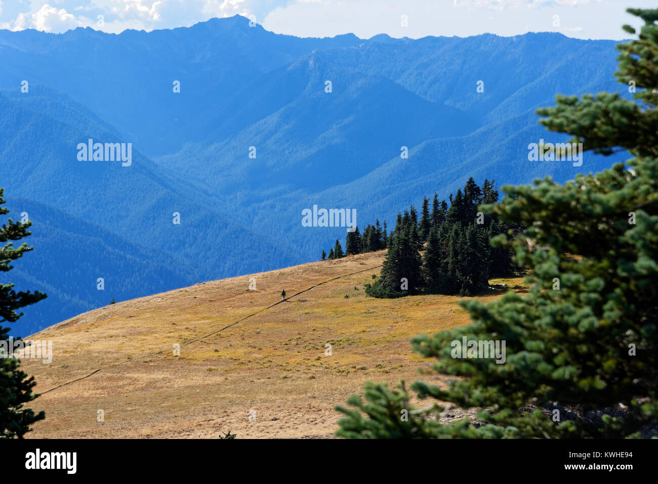 Hurricane hill trail olympic national park