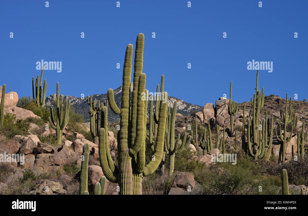 Saguaro cactus, (Carnegiea gigantea), grow in the foothills of the