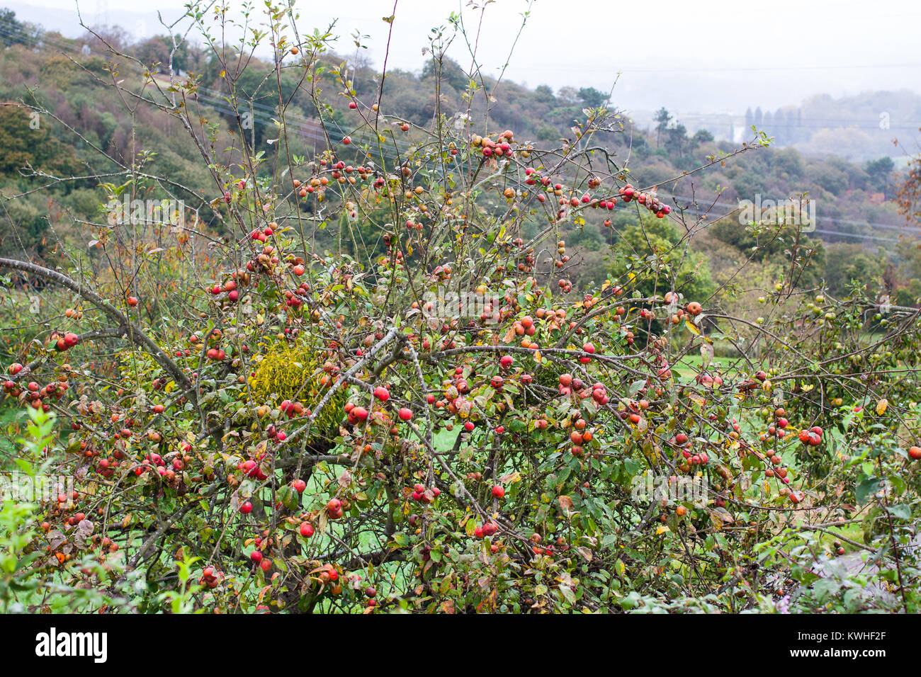 Apple tree with small red apples for making cider. Asturias, Spain Stock  Photo - Alamy