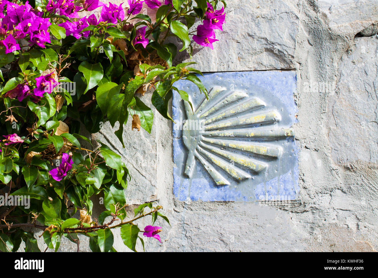 Camino de Santiago (Way of Saint James) shell sign and pink bougainvillea flowers Stock Photo