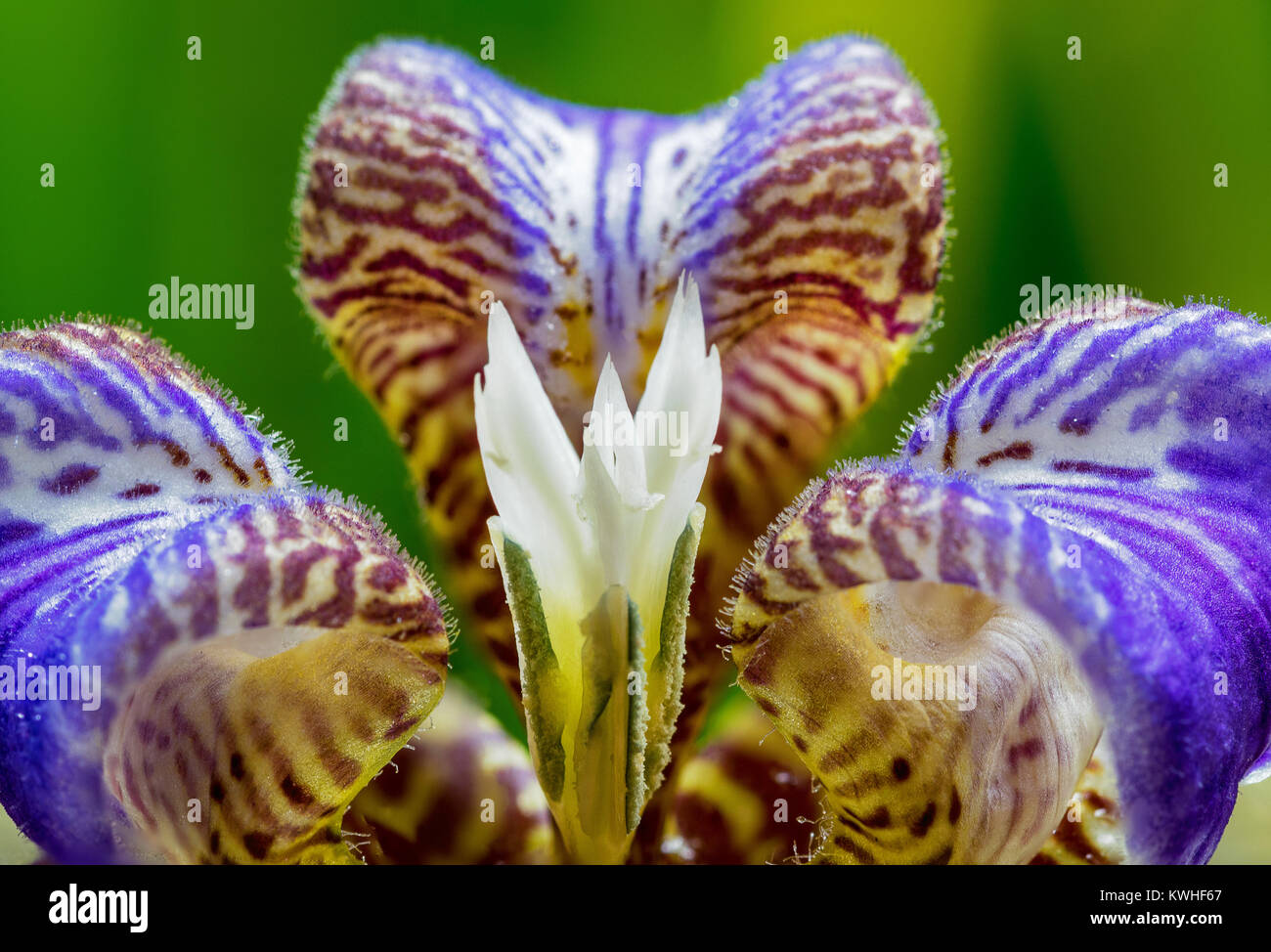 Neomarica northiana flower super macro closeup, with a beautiful green background Stock Photo