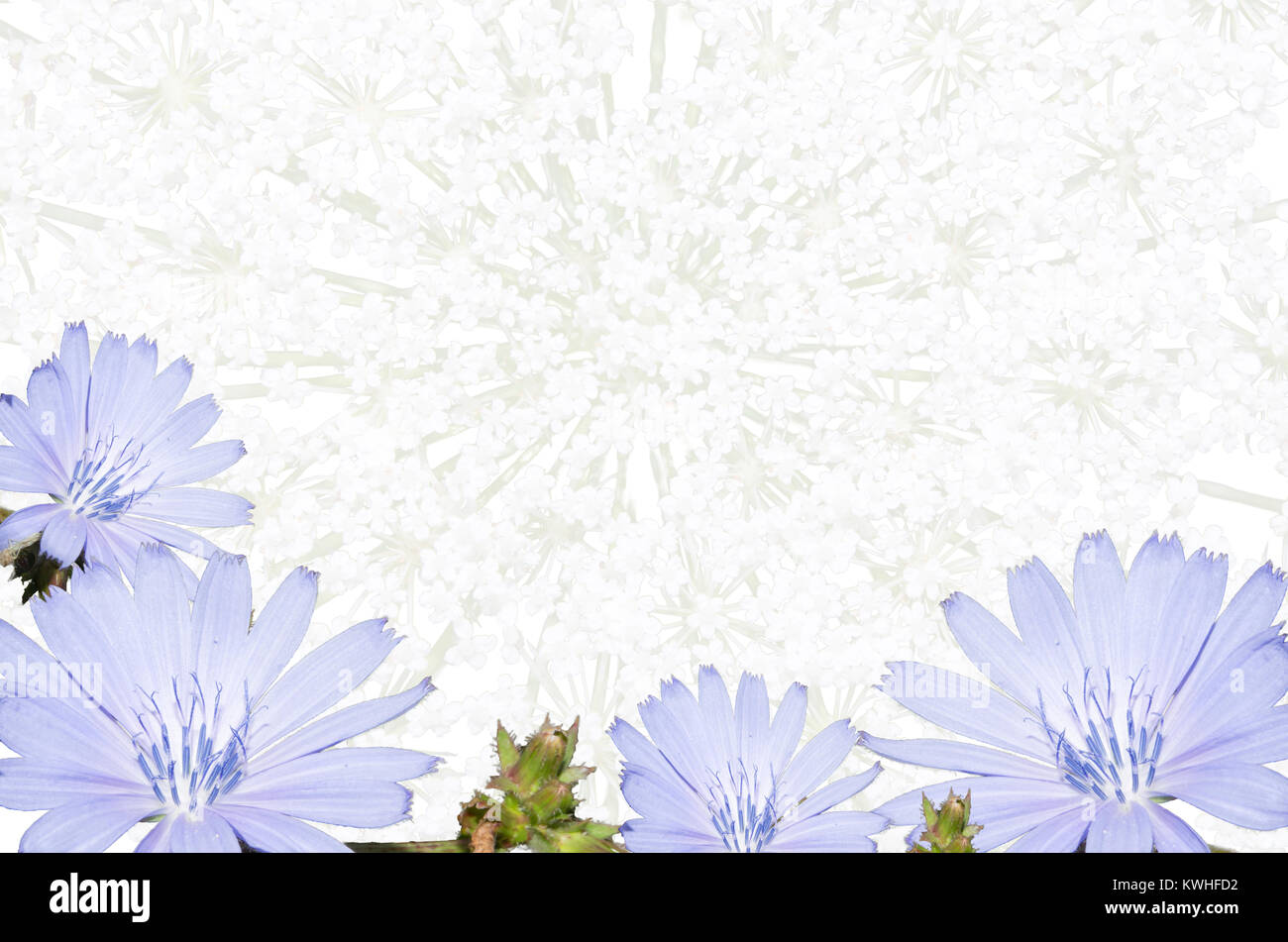 Arrangement of light blue flower, isolated on a white background. Closeup. Big shaggy flower for design. Stock Photo