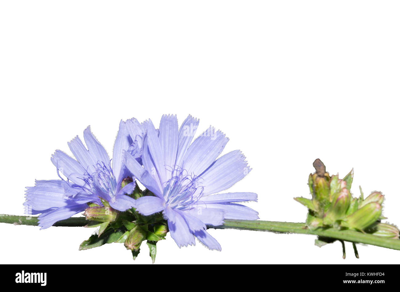 Arrangement of light blue flower, isolated on a white background. Closeup. Big shaggy flower for design. Stock Photo