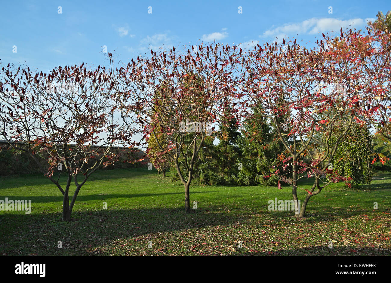Sumac berry hires stock photography and images Alamy