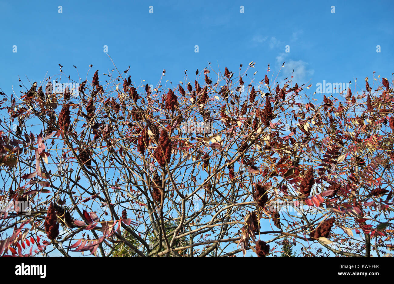 staghorn sumac tree with big red flowers in garden at autumn time Stock Photo