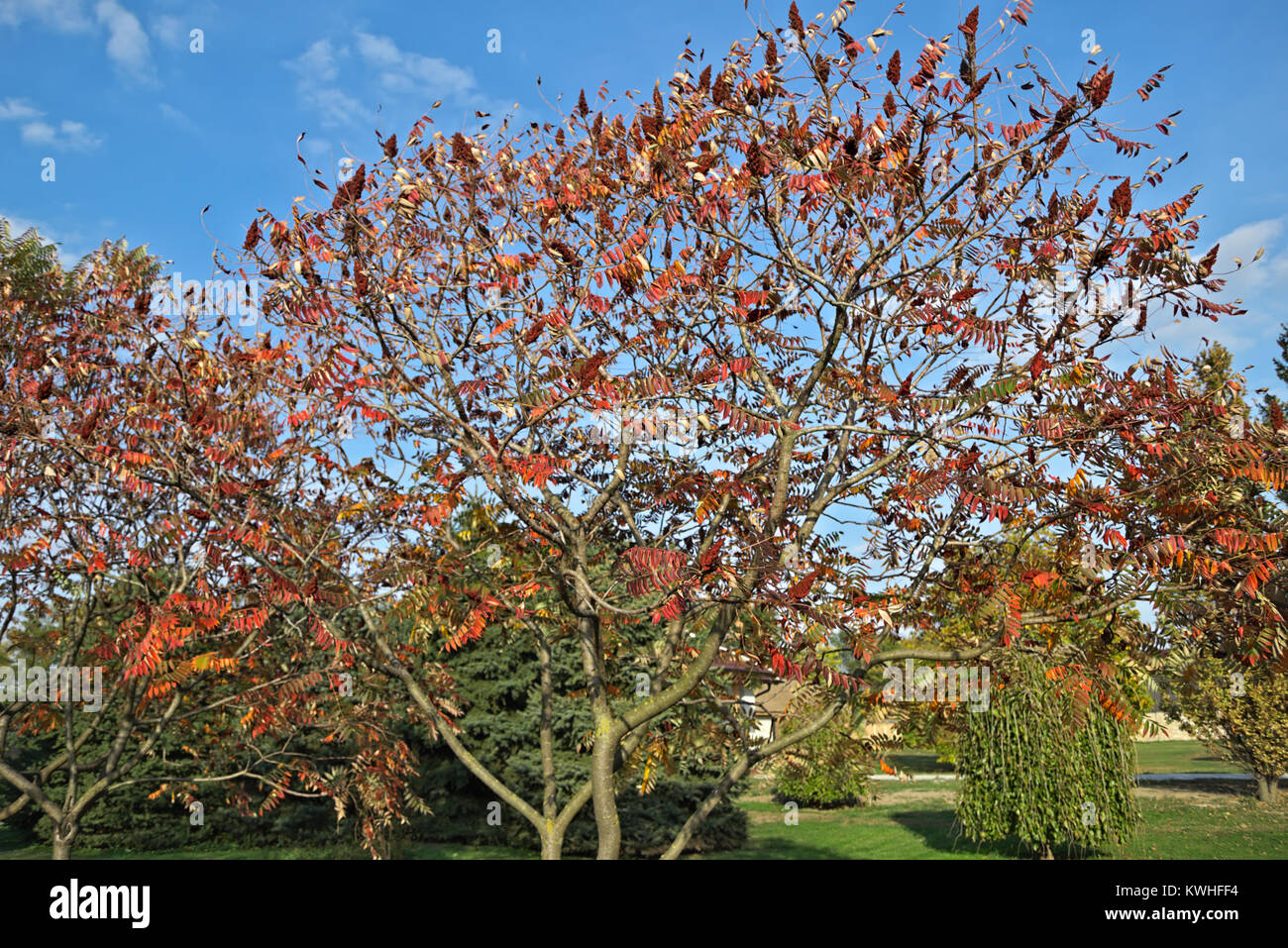 staghorn sumac tree with big red flowers in garden at autumn time Stock Photo