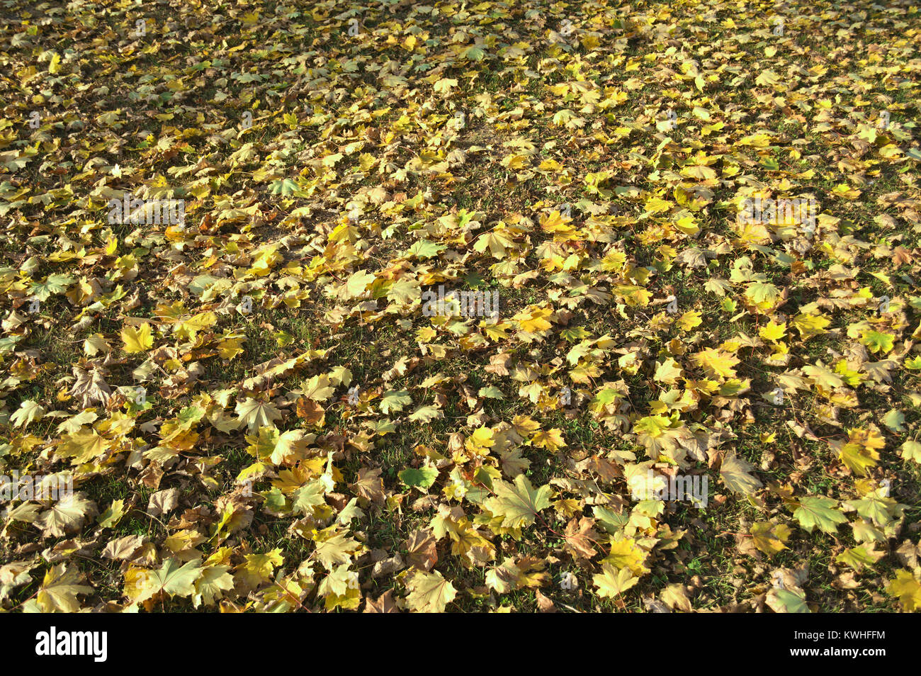 Yellow leaf dry leaves hi-res stock photography and images - Alamy