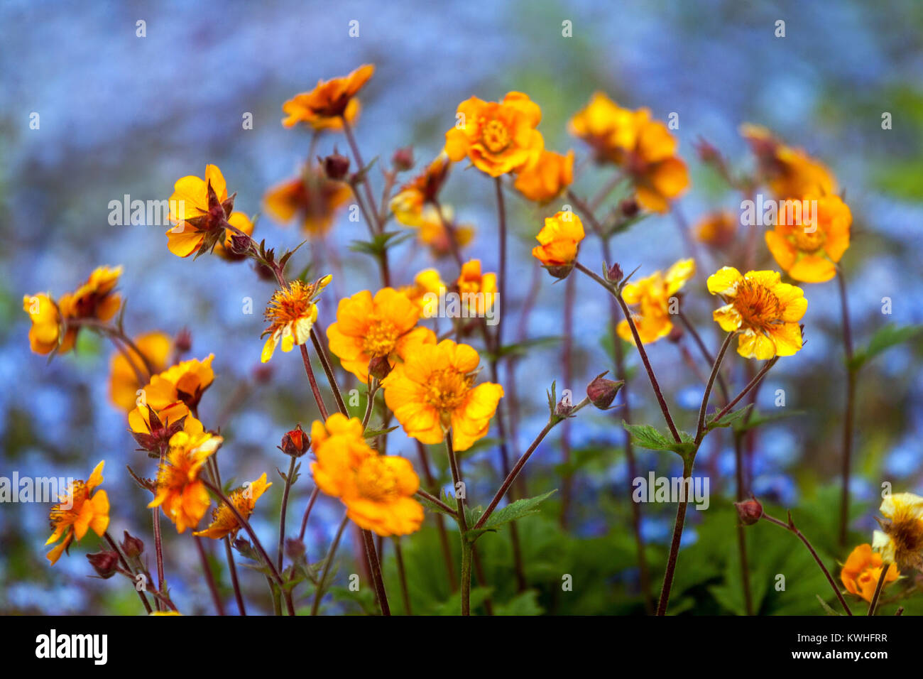 Orange Geum chilolense ' Dolly North ', Myosotis, Flower bokeh Stock Photo