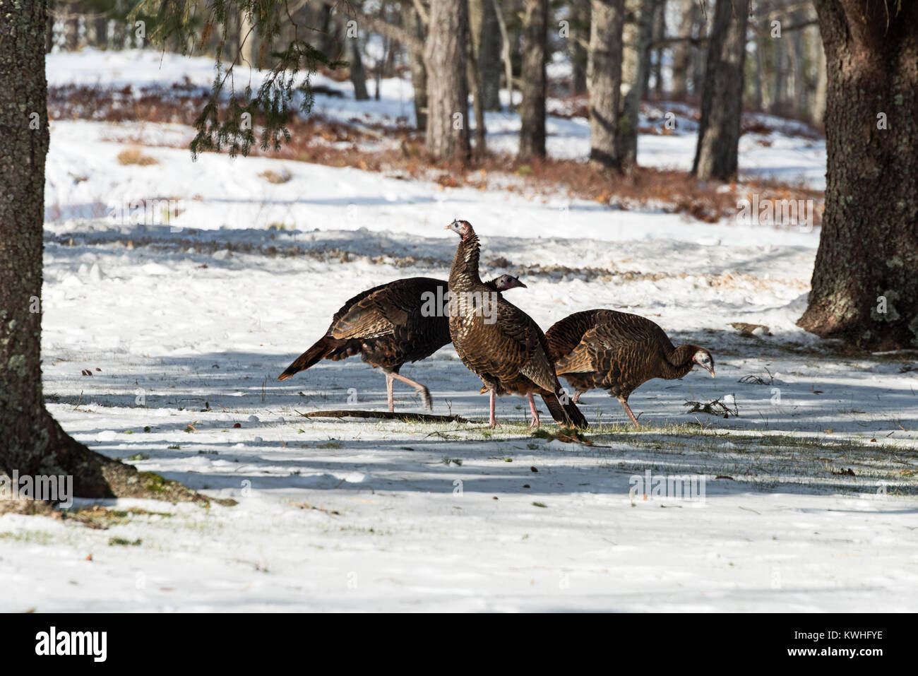 Wild turkeys foraging below pine trees, Bar Harbor, Maine Stock Photo ...