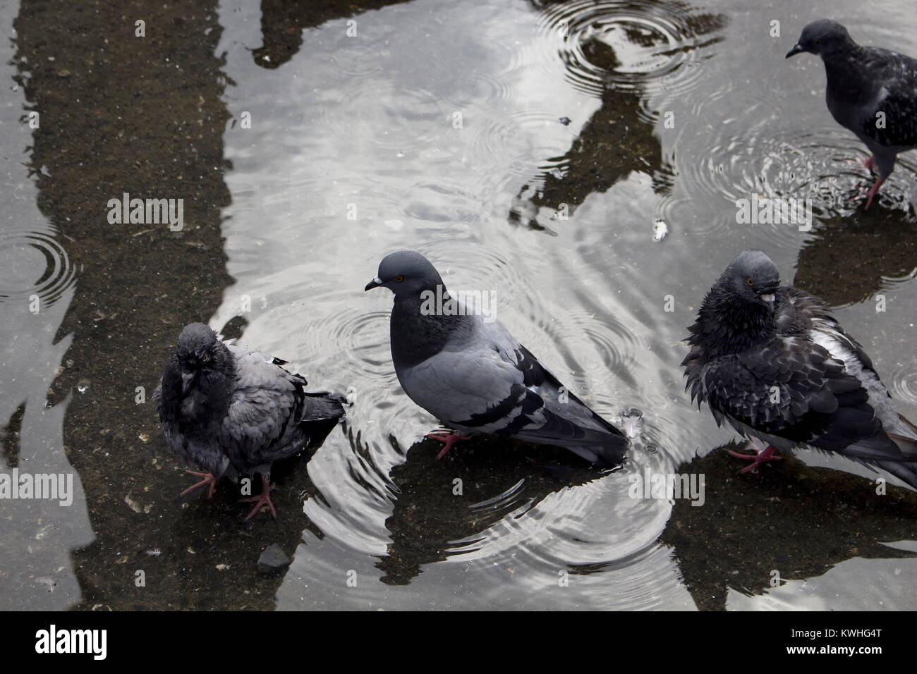 Pigeons take bath in water on ground. Stock Photo