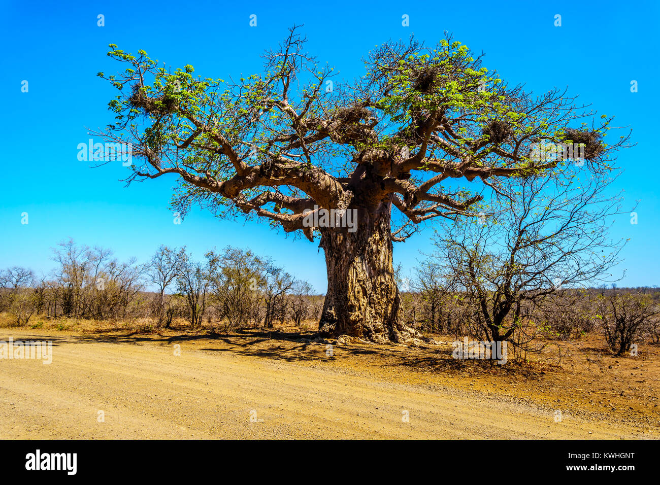 Baobab Tree under clear blue sky in spring time in Kruger National Park in South Africa Stock Photo