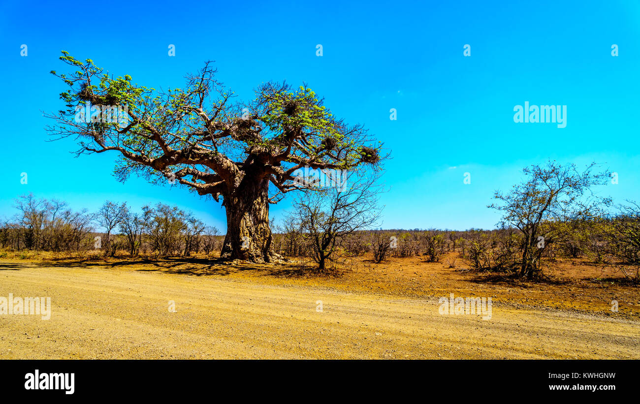 Baobab Tree under clear blue sky in spring time in Kruger National Park in South Africa Stock Photo