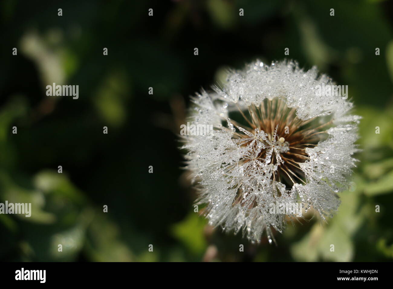 frozen dandelion Stock Photo