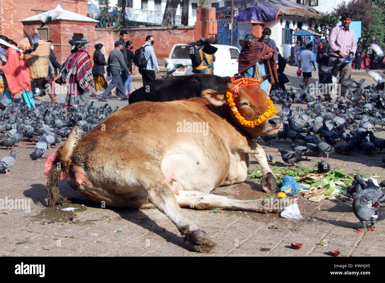 KATHMANDU, NEPAL CIRCA NOVEMBER 2013 Cacred cow on the Durbar square Stock Photo Alamy