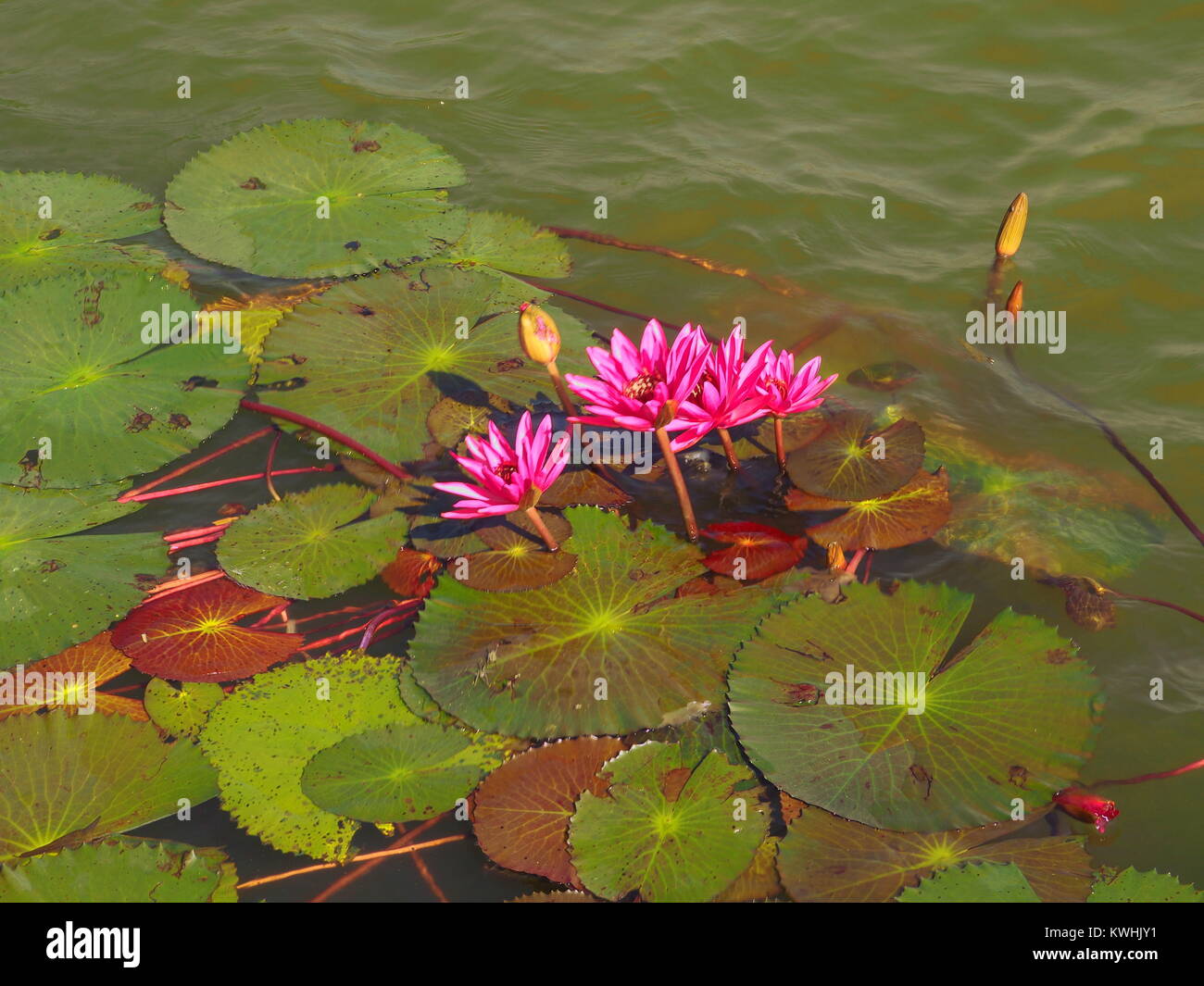 Fleur de lotus hi-res stock photography and images - Alamy
