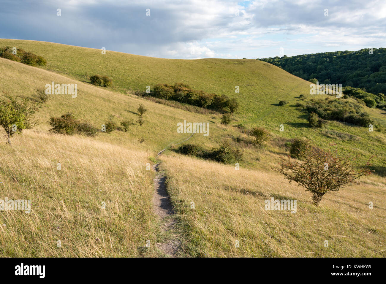 Barton Hills National Nature Reserve in BartonleClay, Bedfordshire