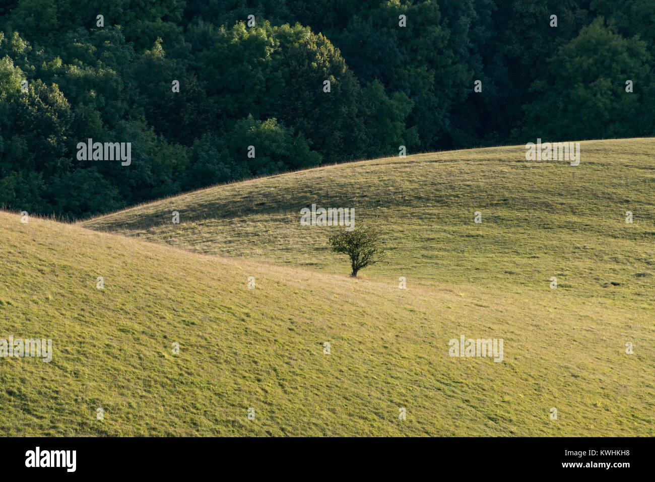 Barton Hills National Nature Reserve in BartonleClay, Bedfordshire