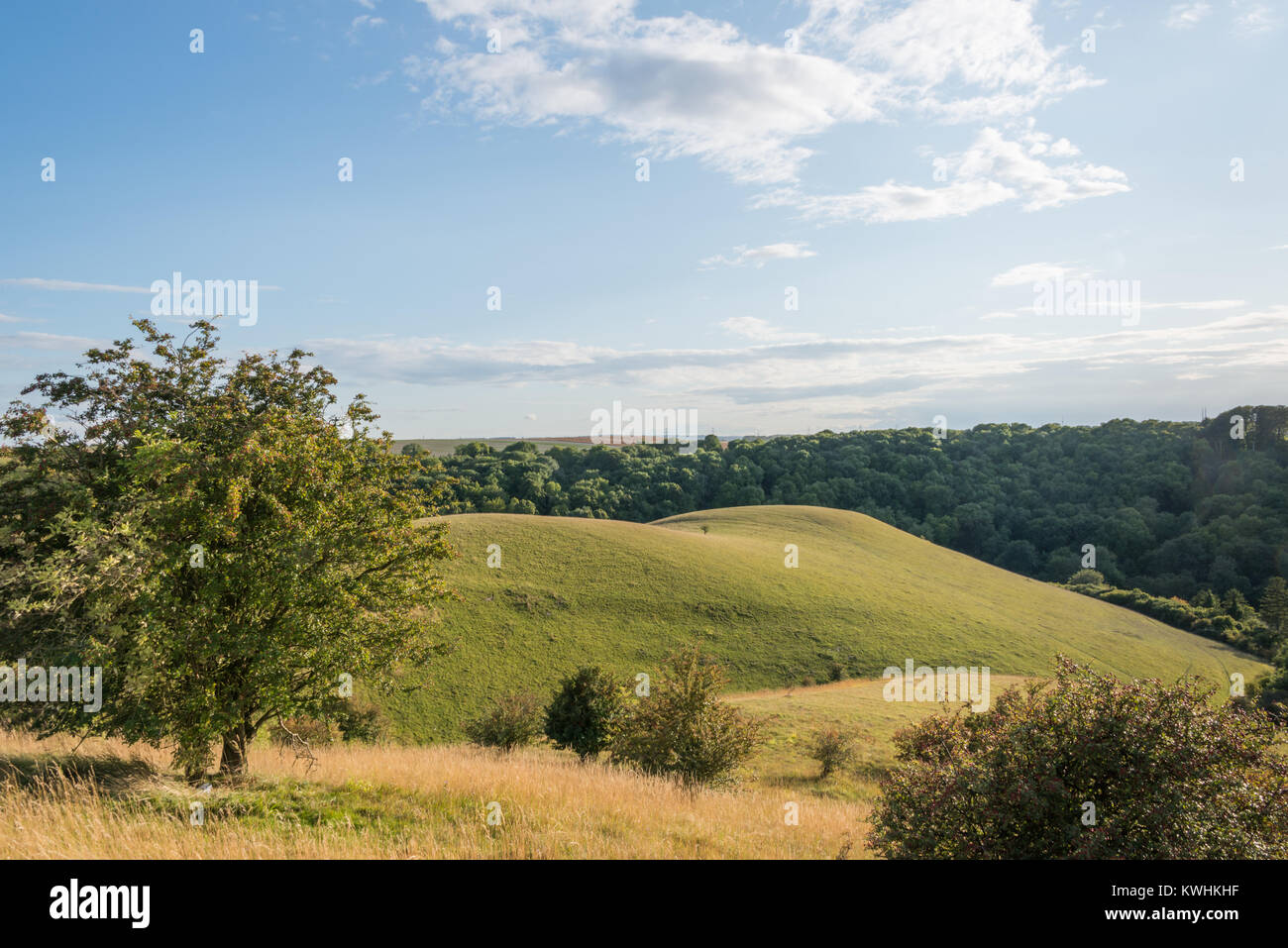Barton Hills National Nature Reserve in BartonleClay, Bedfordshire