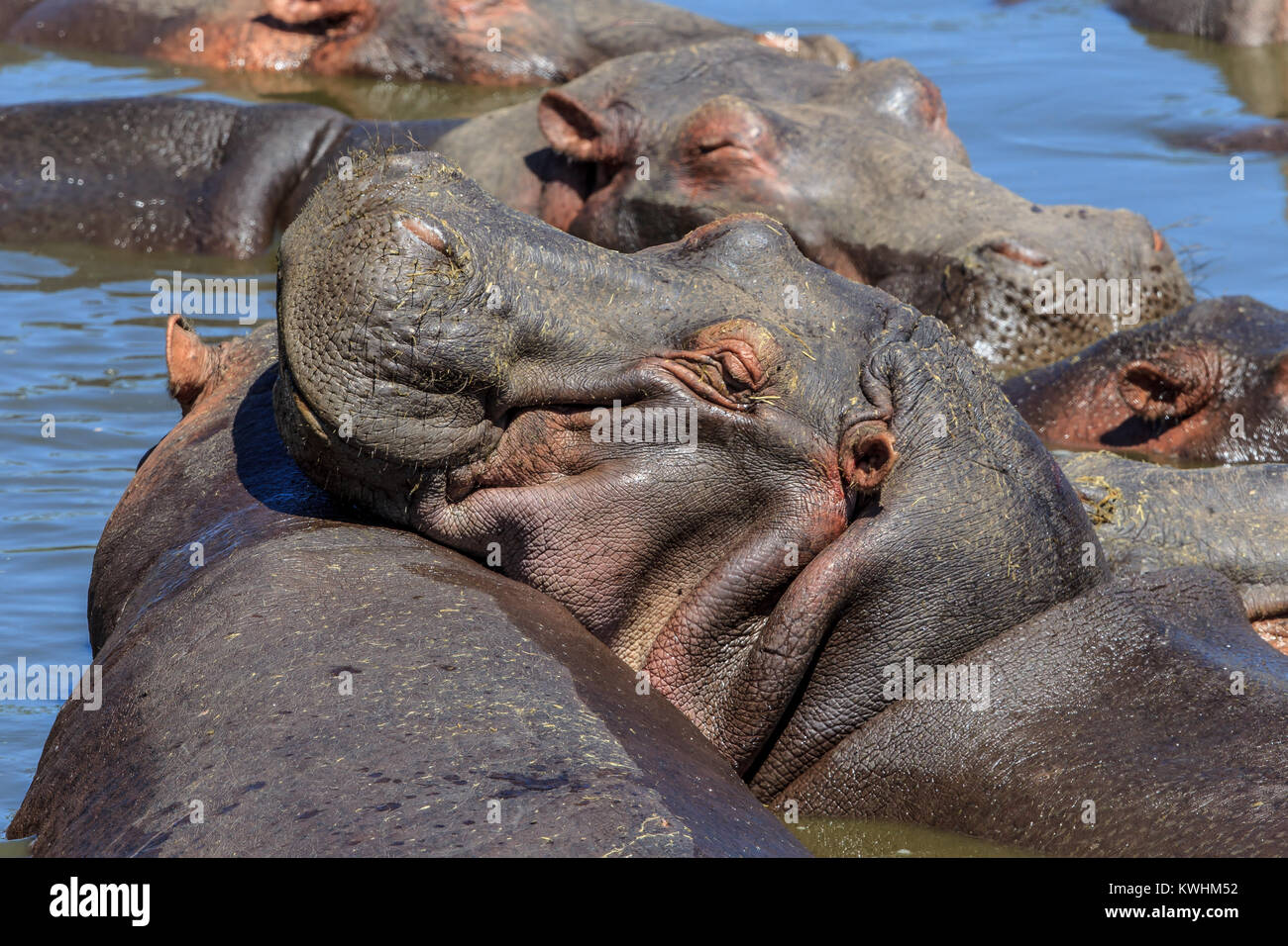 The common hippopotamus, or hippo, is a large, mostly herbivorous, semiaquatic mammal native to sub-Saharan Africa Stock Photo