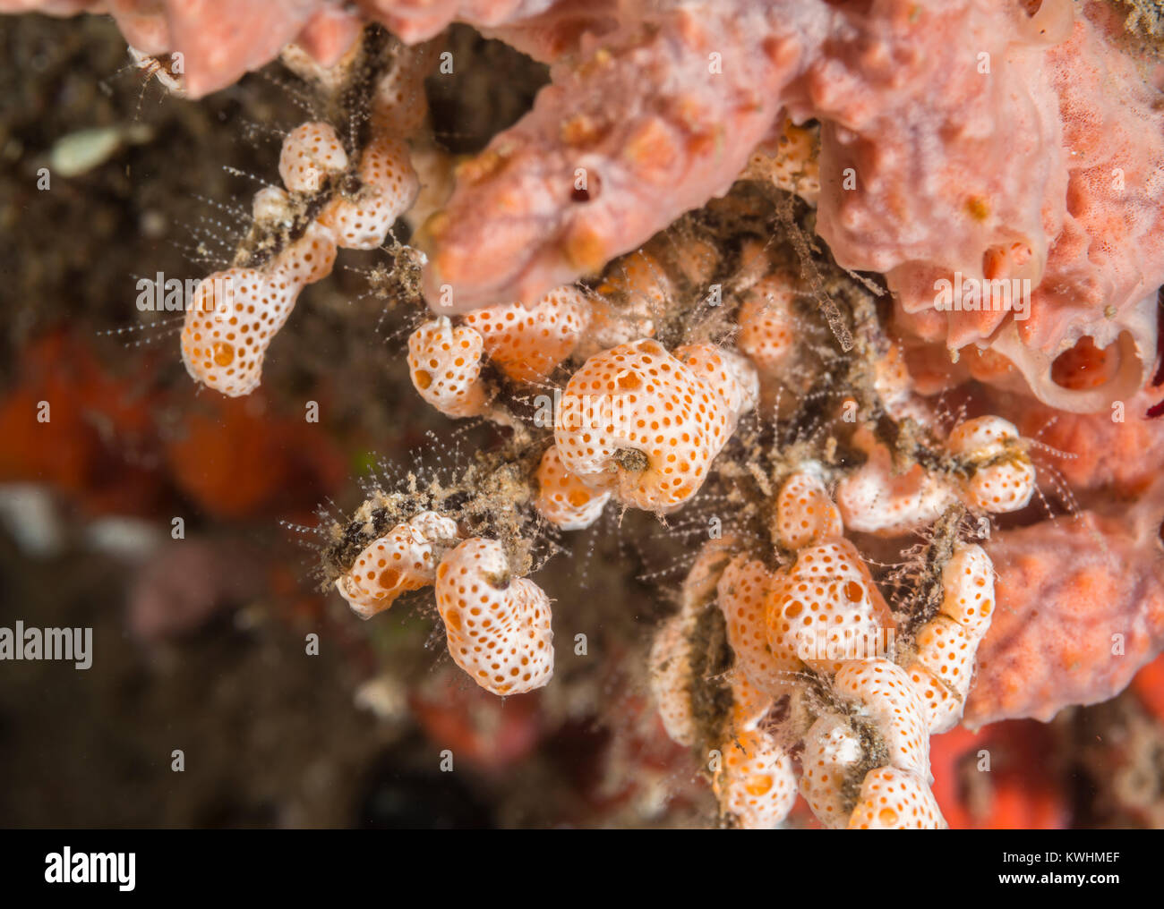 Sponge and tunicates Stock Photo