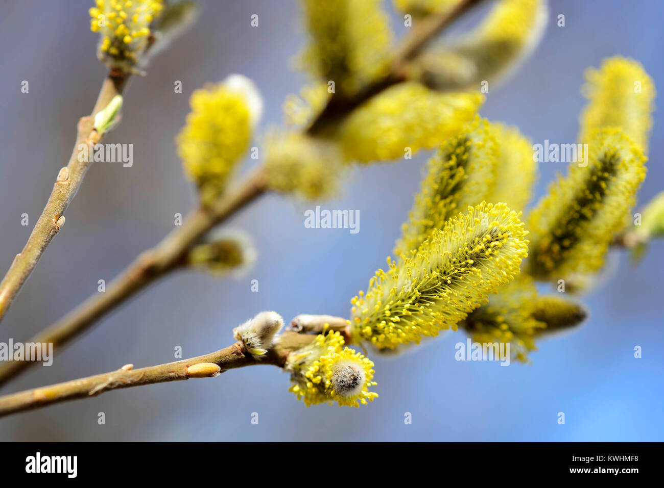Catkins (Salix spec.) in the spring, Weidenkaetzchen (Salix spec.) im Fruehling Stock Photo