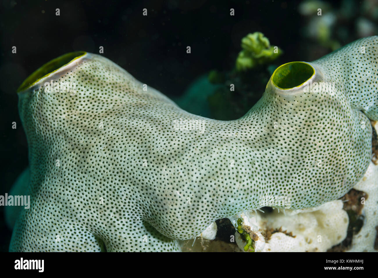 Tunicate on a hard coral Stock Photo