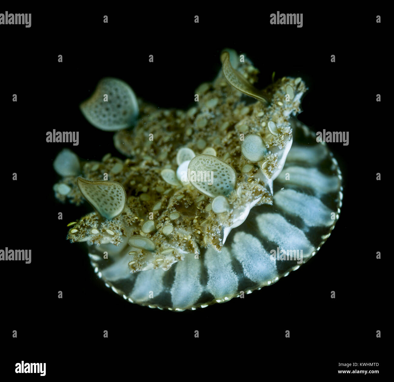 cassiopeia jelly fish cassiopeia jelly fish
