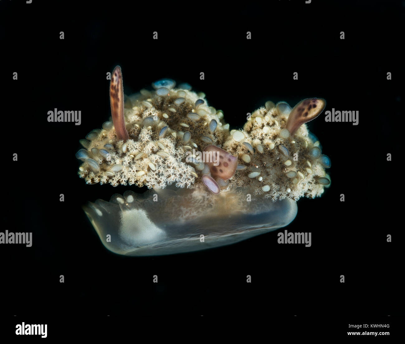 Upsidedown jellyfish moving through the water Stock Photo Alamy