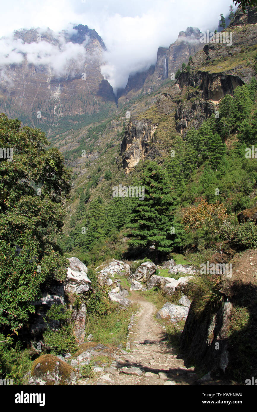 Footpath and pine trees in mountain in Nepal Stock Photo - Alamy