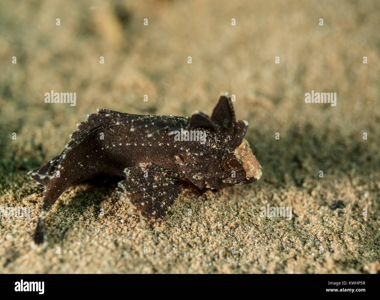 Spiny waspfish on the ocean floor Stock Photo