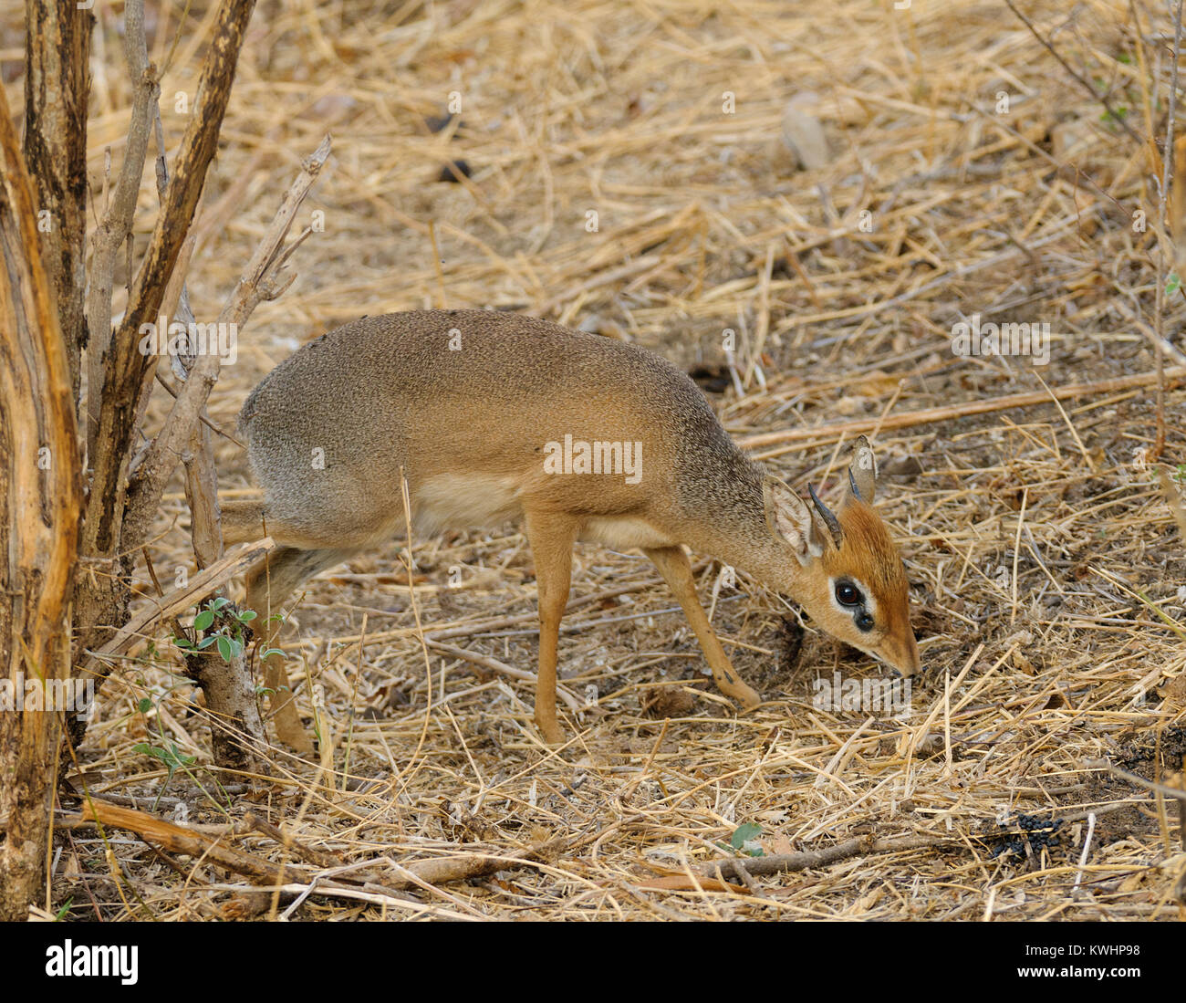 Rus etuk jojalar porno Sasha Grey bilan porno, anal blowjob