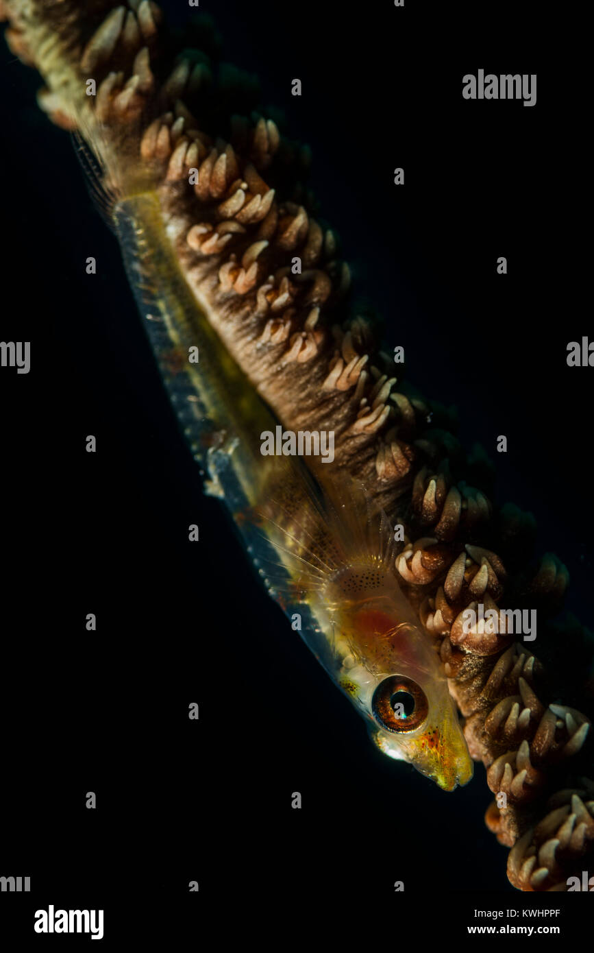 Whip coral goby on a whip coral branch Stock Photo