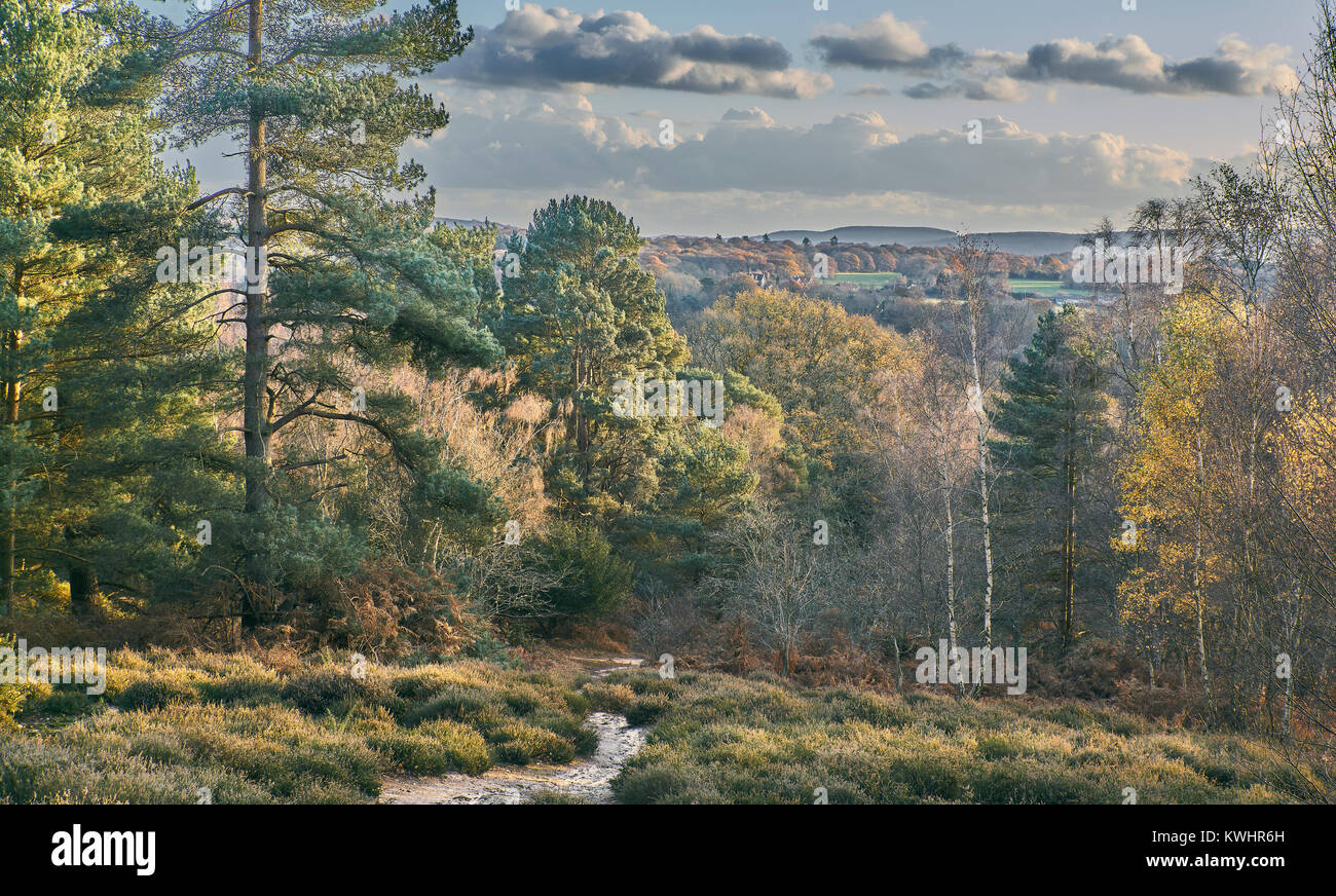 Landscape View over heathland and woodland at Hesworth Common, Sussex, England Stock Photo