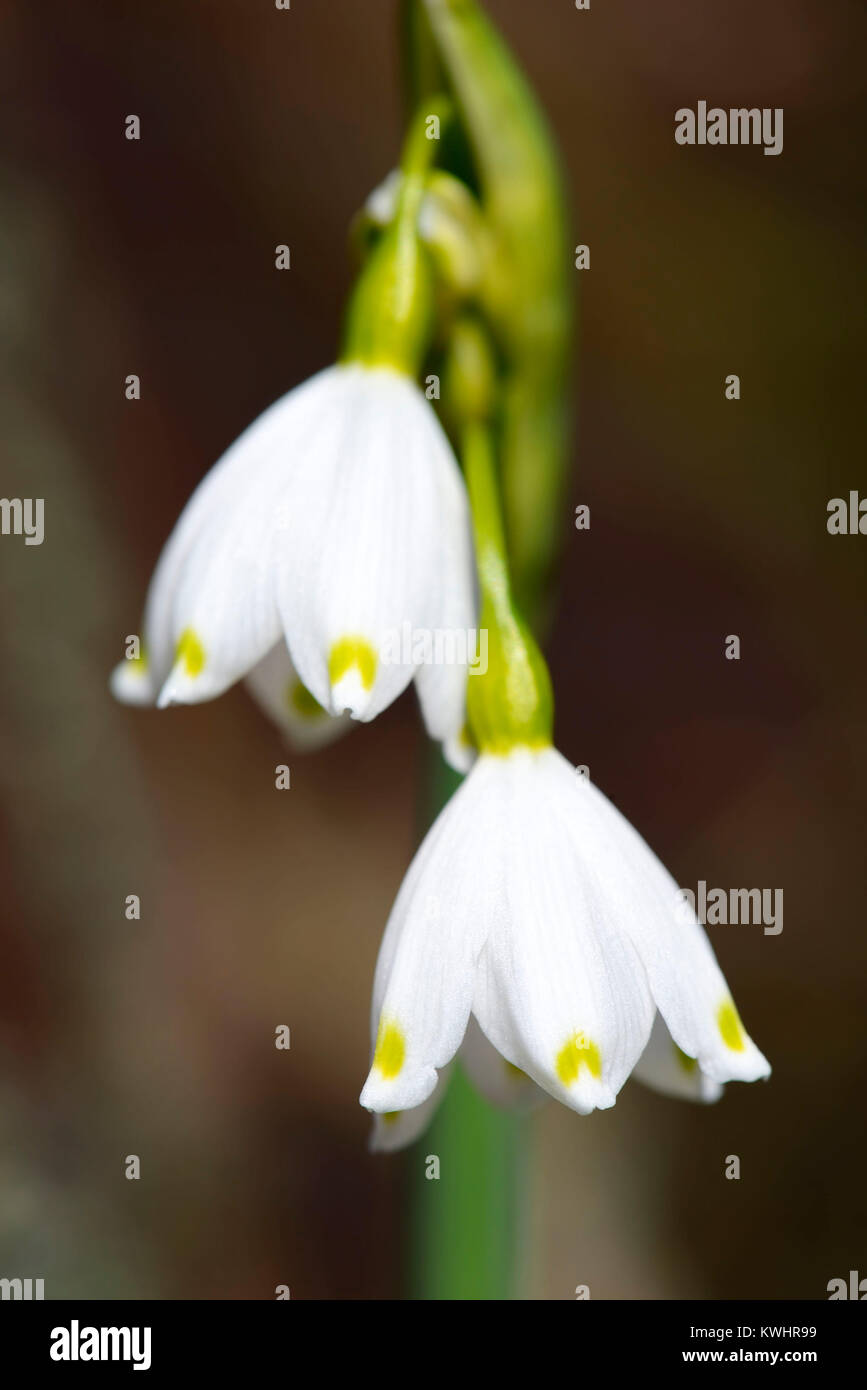 Snowflake, spring knot flower (Leucojum vernum), Maerzenbecher, Fruehlings-Knotenblume (Leucojum vernum) Stock Photo