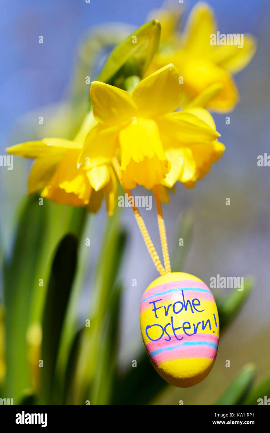 Narcissi with Easter egg, Easter, Narzissen mit Osterei, Ostern Stock Photo