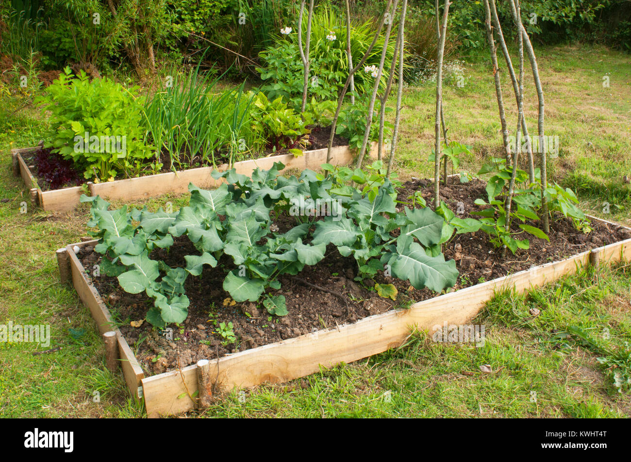 Organic vegetable garden - John Gollop Stock Photo