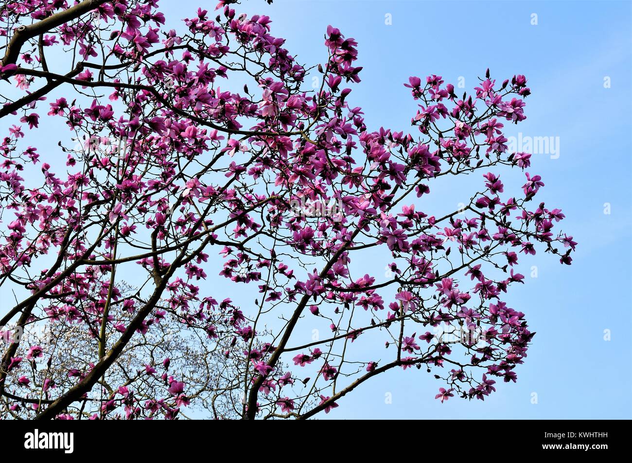 Magnolia tree in bloom against a blue sky Stock Photo - Alamy