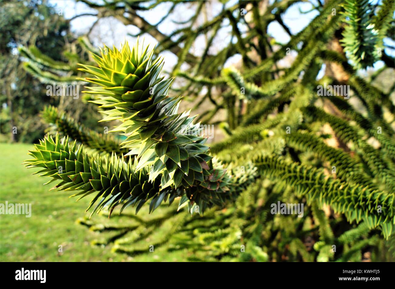 Monkey Tree Macro image of the branches of a Monkey Puzzle Tree outdoors on a sunny ...