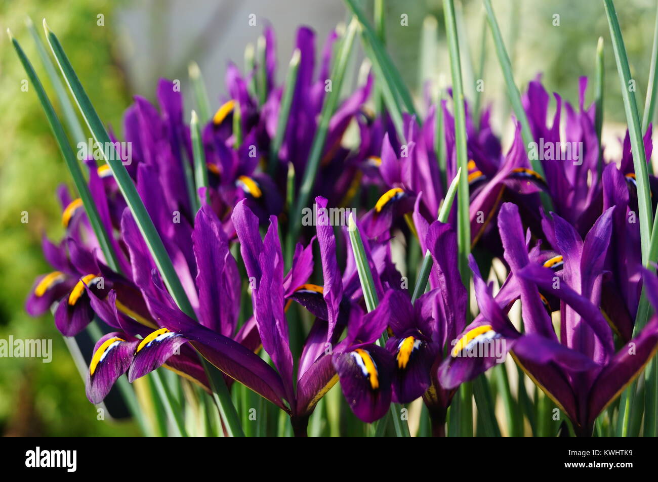 Macro of Alpine Irises in the Alpine Glasshouse at Kew Garden Stock Photo