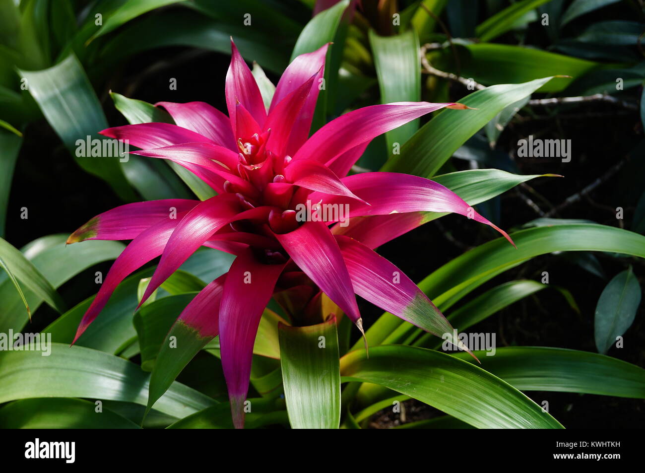 Macro photo of a pink Bromeliad in the tropical biome of Kew Gardens Stock Photo