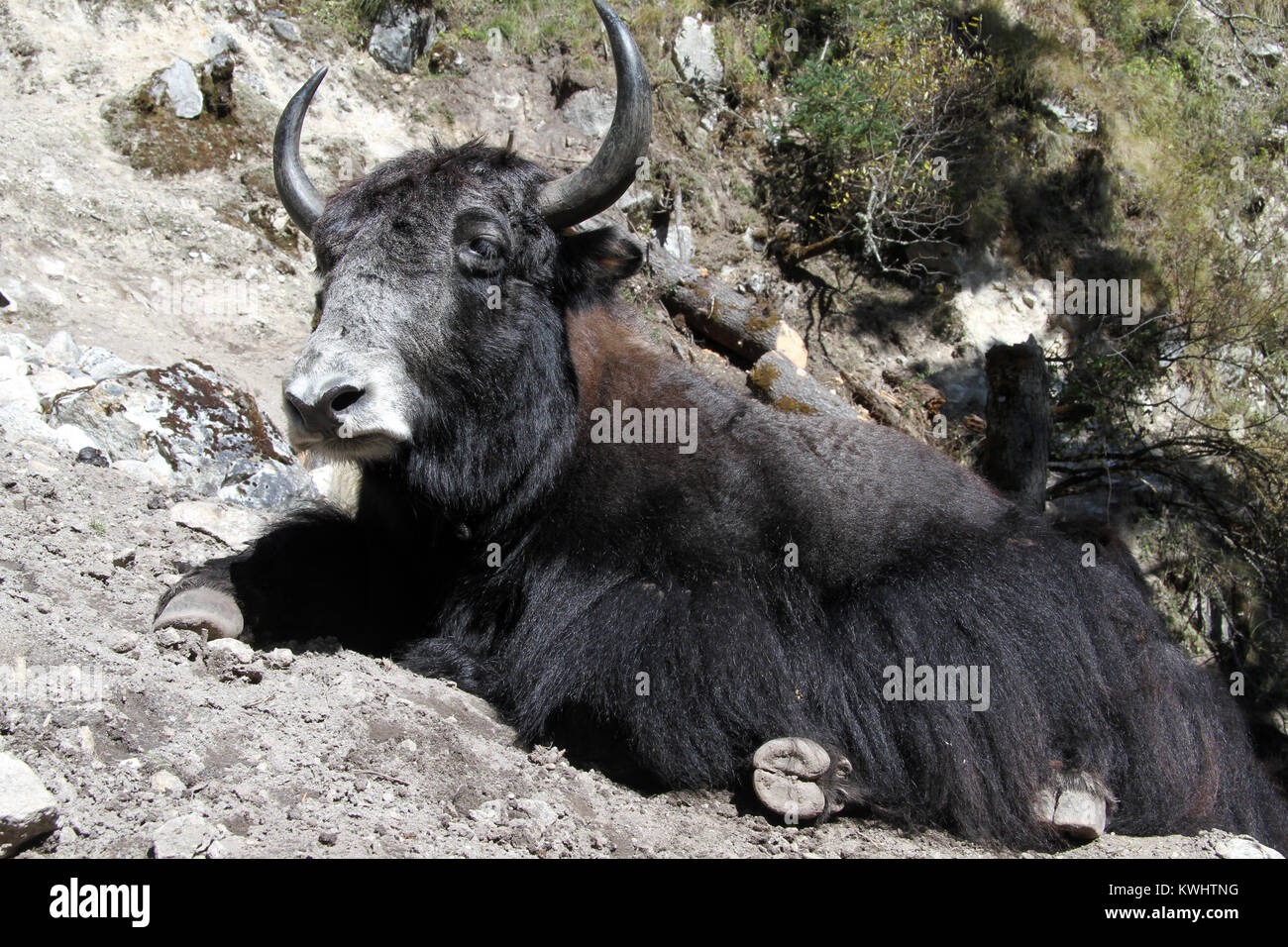 Black yak hi-res stock photography and images - Alamy