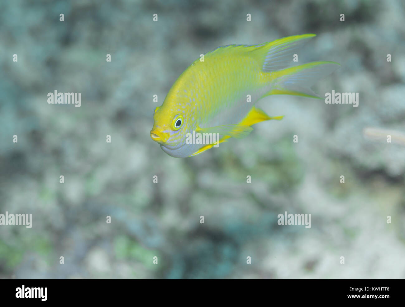 Golden damselfish on a reef in Camiguin, Philippines Stock Photo