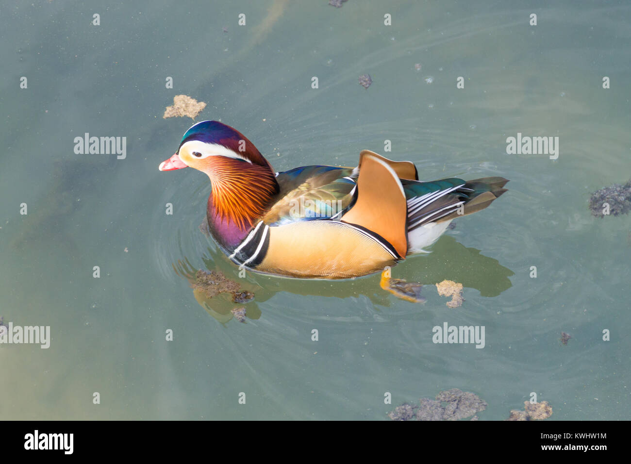 Mandarin duck close up from Sile river natural park. Italian wildlife ...