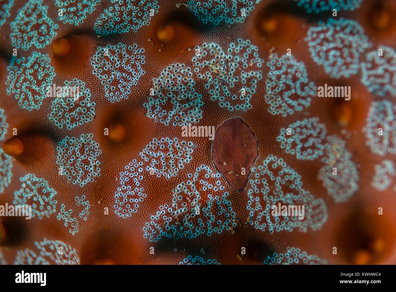 Close-up of a honeycomb sea star Stock Photo