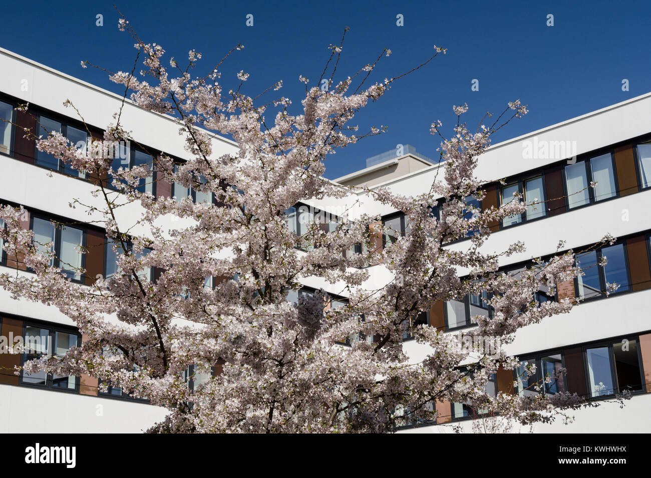 Modern office building with spring flowering sunlit cherry tree and clear blue sky Stock Photo