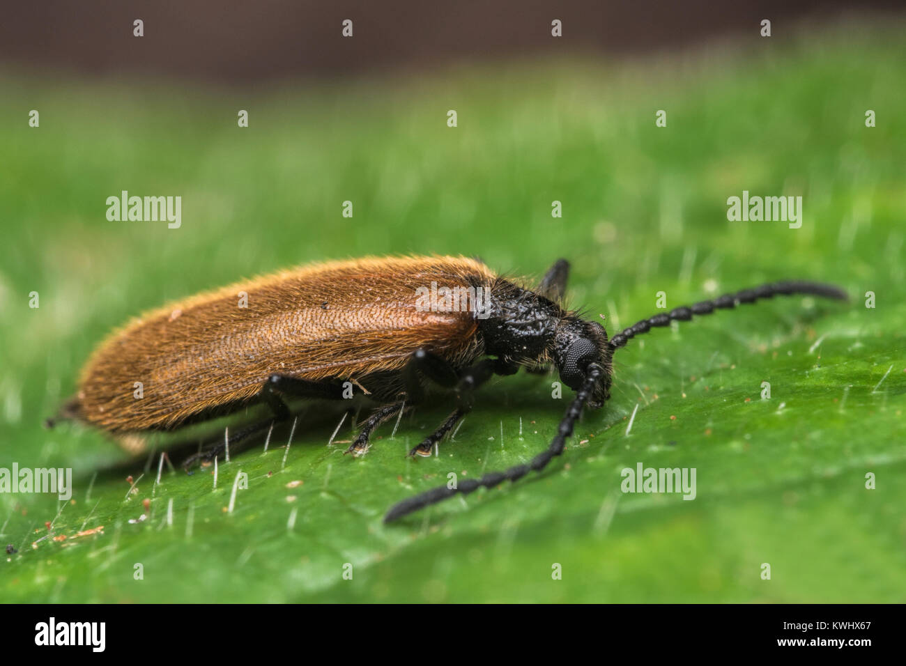 Darkling Beetle (Lagria hirta) at rest on a bramble leaf. Cahir, Tipperary, Ireland. Stock Photo