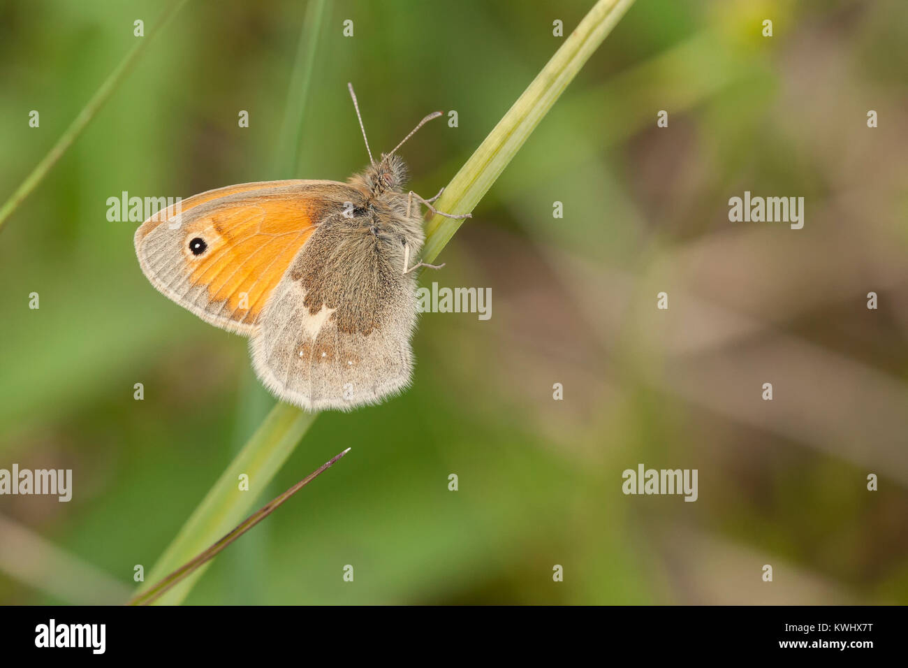 Small Heath butterfly (Coenonympha pamphilus) perched on a blade of grass low down in bog habitat. Littleton, Tipperary, Ireland. Stock Photo