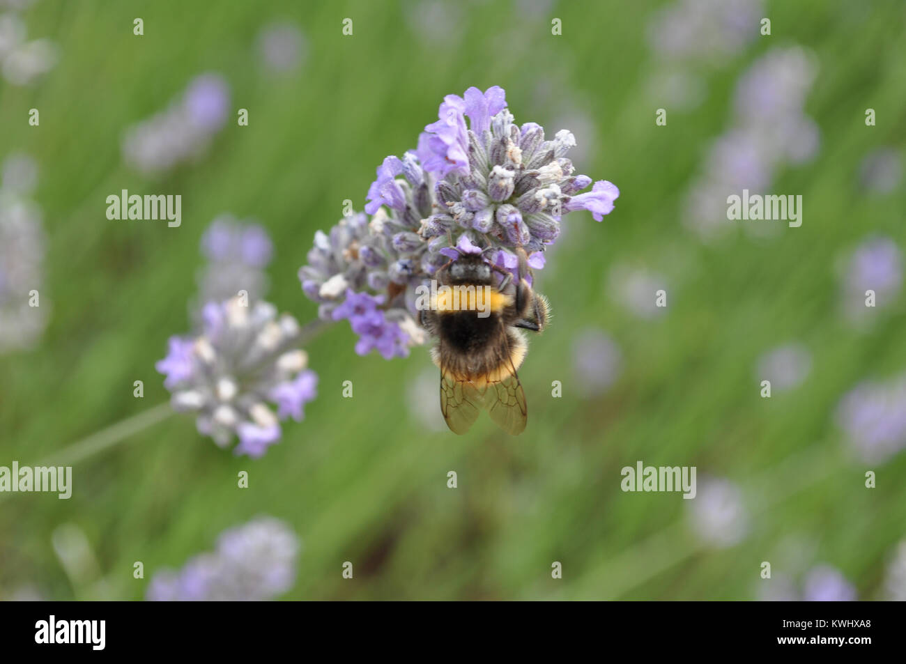 Bumble Bee taking nectar from a lavender plant in July 2014 in West Sussex Stock Photo