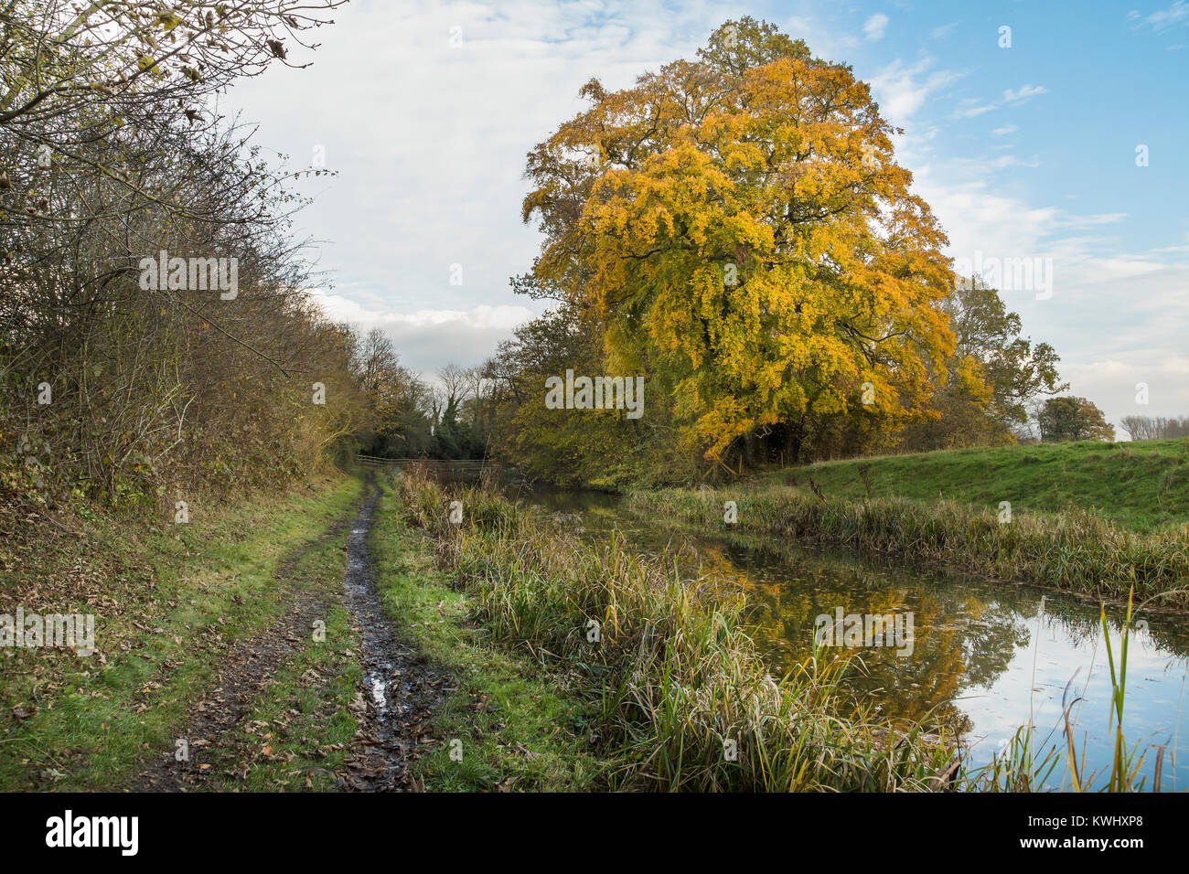 An image of a beautiful Beech tree alongside the Grand Union Canal shot ...